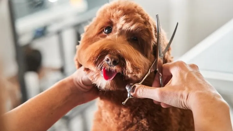 The pet grooming industry