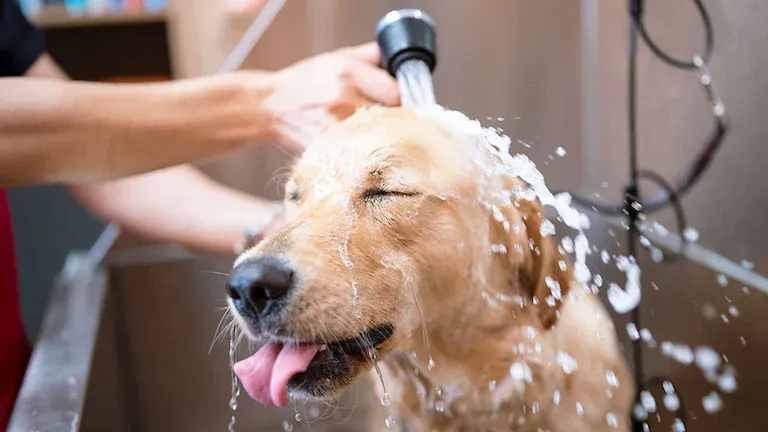 Transforming Bath Time: A Guide to Washing Your Dog