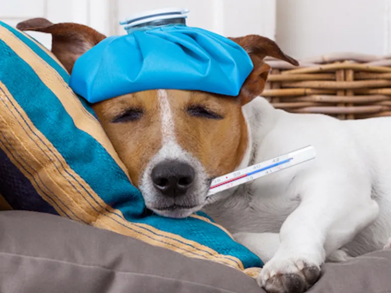 The current economic situation of the pet industry