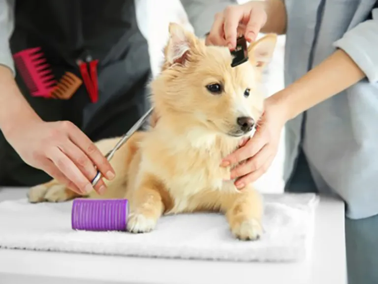 Exploring the Promising Future of the Pet Grooming Industry