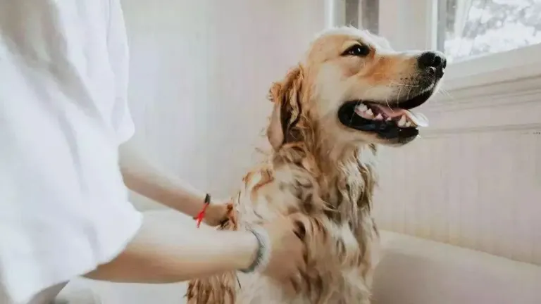 Introduction Of Pet Products —— Pet Water Blower