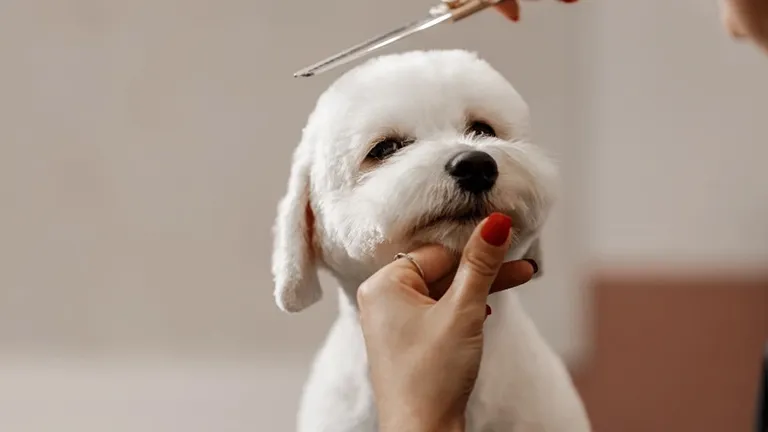 Elevating Pet Grooming: The Indispensable Role of Pet Grooming Tables
