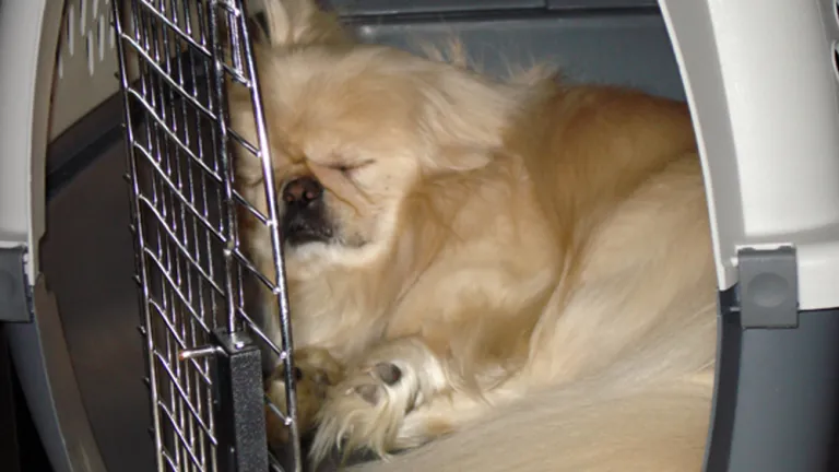 A simple guide to cleaning a dog cage