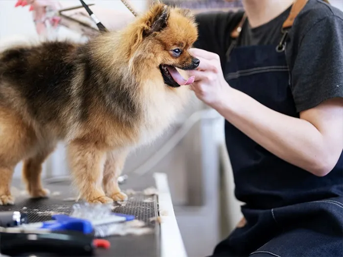 Unveiling the Promising Future of the Pet Industry