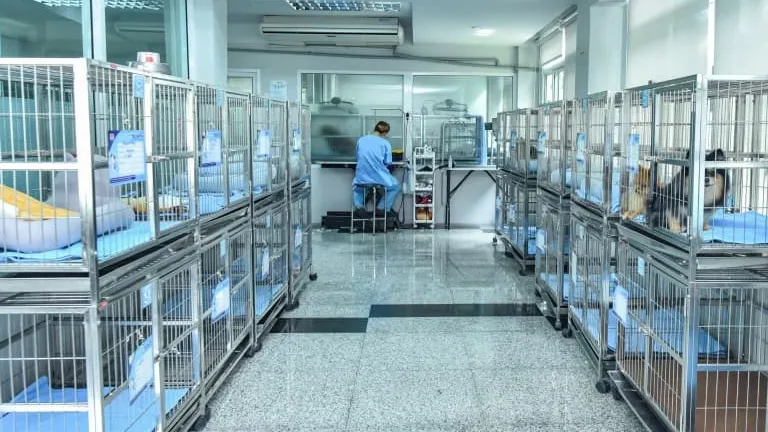 Durability and Design: The Advantages of Stainless Steel Cages for Your Pet