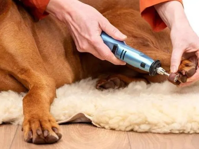 Embarking on the journey of dog grooming as a beginner requires the right tools